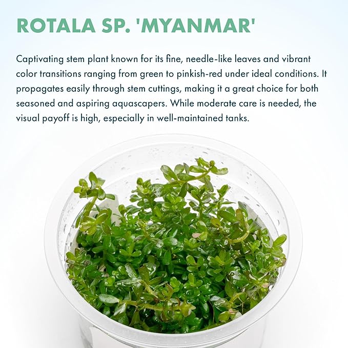 SubstrateSource Live Plants – Rotala sp. 'Myanmar' – High Light, Greenish-Red to Golden-Red Accent Freshwater Aquatic Stem Plant, Midground to Background Placement – Tissue Culture, 1 Pack