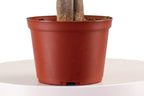 Leaf & Linen 6" Grow Pot, Live Indoor/Outdoor-Air Houseplant and Office Décor | Low Light Collection, 6 INCH, Money Tree' Pachira Aquatica