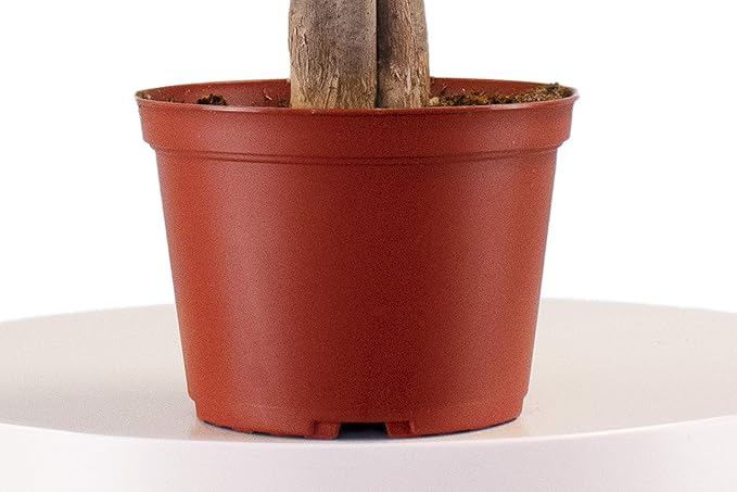 Leaf & Linen 6" Grow Pot, Live Indoor/Outdoor-Air Houseplant and Office Décor | Low Light Collection, 6 INCH, Money Tree' Pachira Aquatica