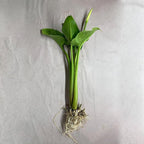 Calla Lily, a Great Live Pond Plant for Your Water Garden. Filters koi and Goldfish Ponds. Good for Bogs, Plant Shelf or Shallow Water This marginal Aquatic is a Real Beauty