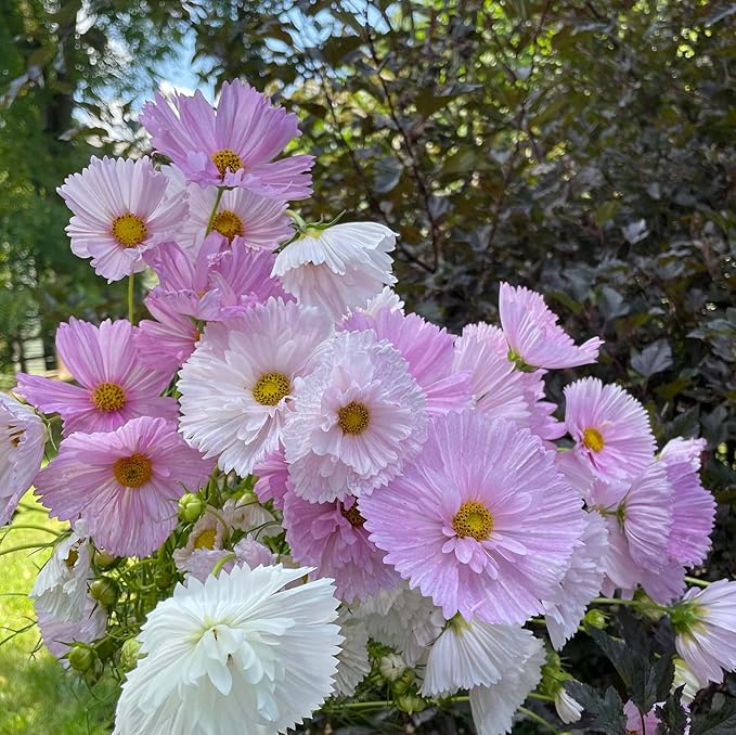 Rare Blush Pink Cosmos Seeds for Planting Non-GMO Cupcakes Cosmos Seeds Outdoors Graden - 300 Seeds