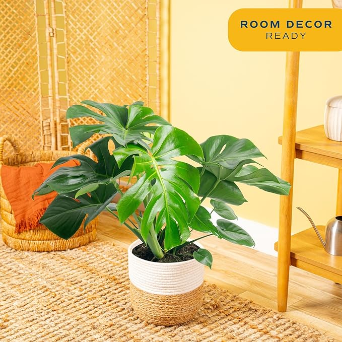 Costa Farms Monstera, Swiss Cheese Live Plant in Plastic Pot, Large Indoor Houseplant, Perfect for Home, Room, or Office Decor, House Warming or Birthday Gift, 2-3 Feet Tall