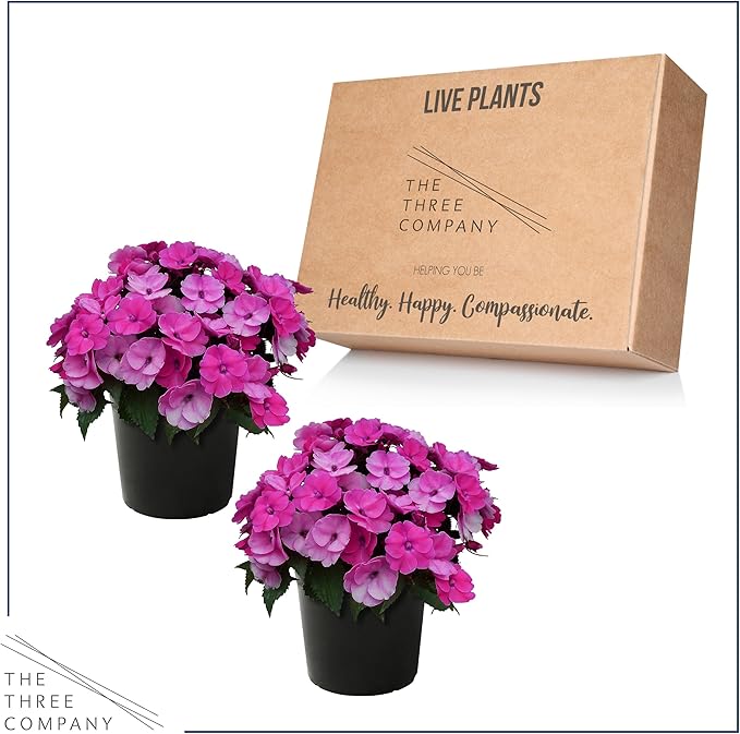 Live Flowering Sunpatiens - Purple (2 Plants Per Pack), Beautiful Annual Summer Color, 10" Tall by 6" Wide in 1 Quart Pot