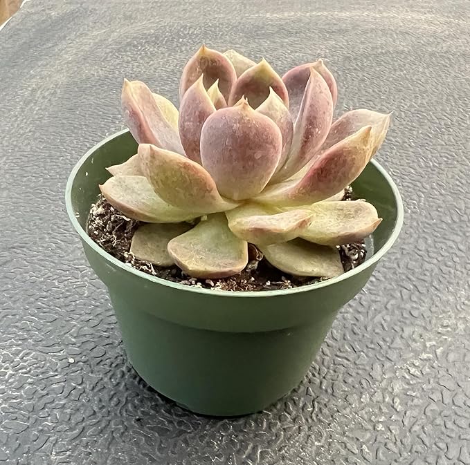 Sprout N Green Echeveria 'Chocolate Mousse', Rare Live Succulent Plant Fully Rooted in 4" Planter with Soil, Home Office Indoor Outdoor Wedding Decoration DIY Projects Party Favor