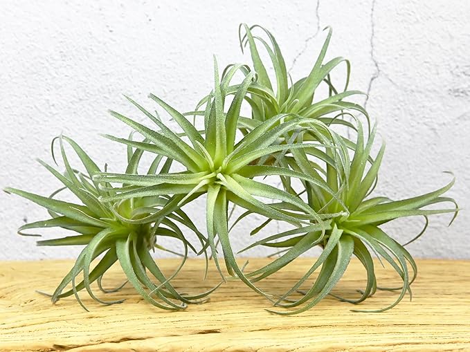 Fake Artificial Tillandsia Air Plants, 4pcs Flocked Green Faux Bromeliads for Home Decor Realistic Stems (Medium)