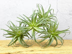 Fake Artificial Tillandsia Air Plants, 4pcs Flocked Green Faux Bromeliads for Home Decor Realistic Stems (Medium)