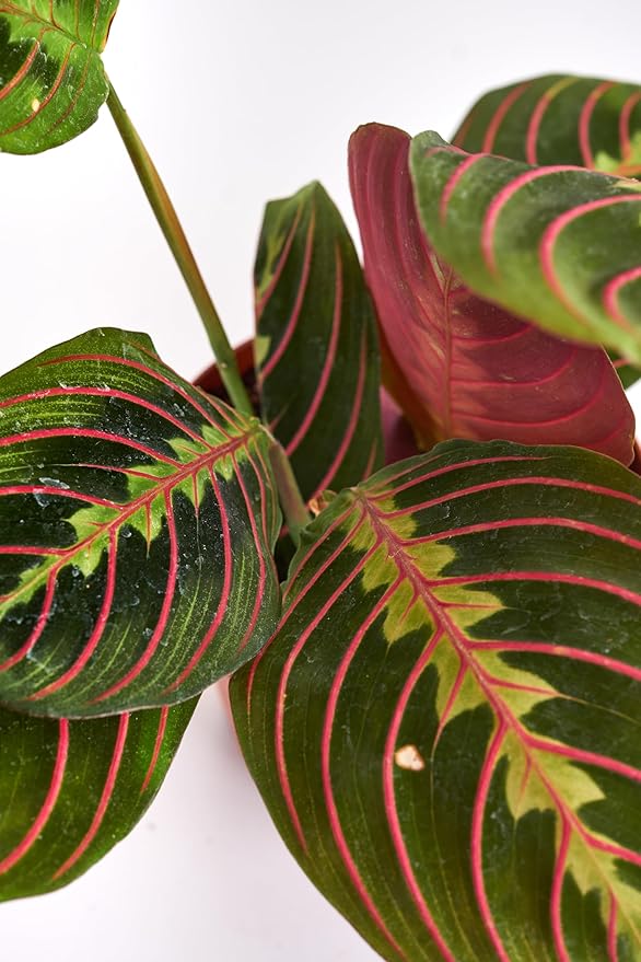 Shop Succulents Maranta Red, Hanging Live Indoor Plant, Prayer Plant, Easy Care Hanging Trailing Houseplant in Nursery Pot, Air Purifying Plant in Soil, Housewarming, Home Décor, Trails 4-6 Inches