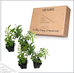 Live Aromatic and Edible Herb - Lemon Verbena (4 Per Pack) - Naturally Improves Sleep Quality - 6" Tall by 4" Wide in 1 Pint Pot