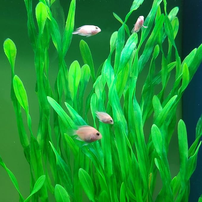 25.98 Inch Tall Aquarium Plants – 2 Pcs Fish Tank Plants Plastic，Large Lifelike Artificial Fish Tank Decorations, Durable & Safe for Freshwater/Saltwater Aquariums (Green (Style B))