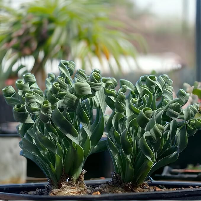 200PCS/BAG Green Succulents for DIY Bonsai and Potted Flowers - Vibrant Garden Delight