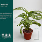 Monstera Swiss Cheese | Live Monstera Adansonii Plant in 6" Pot, Indoor Tropical Houseplant, Easy Care, Low Maintenance, Climbing or Trailing Vine