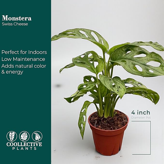 Monstera Swiss Cheese Live Plant in 4" Growers Pot – Easy Care Indoor Houseplant, Low Maintenance Vining Monstera Adansonii, Tropical Foliage