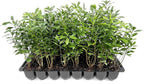 Wax Myrtle | 40 Live Plants | Myrica Cerifera | Fast Growing Shrub, Privacy Screen, Evergreen Foliage, Ornamental, Drought Tolerant, Low Maintenance, Garden Landscape