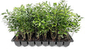 Wax Myrtle | 50 Live Plants | Myrica Cerifera | Fast Growing Shrub, Privacy Screen, Evergreen Foliage, Ornamental, Drought Tolerant, Low Maintenance, Garden Landscape