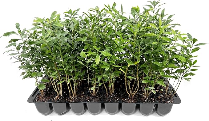 Wax Myrtle | 50 Live Plants | Myrica Cerifera | Fast Growing Shrub, Privacy Screen, Evergreen Foliage, Ornamental, Drought Tolerant, Low Maintenance, Garden Landscape