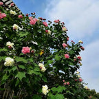200 Hibiscus Flower Seeds for Planting, Mixed Color Rare Hibiscus Flower Seed, Non-GMO Heirloom Variety Bonsai Seed for Home Garden, Potted Decoration