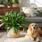 4 Pcs Artificial Greenery Stems Dracaena Faux Branches Artificial Plants Realistic Fake Dracaena Greenery Realistic Plants for Indoor Outdoor Porch Patio Home Office Living Room Decor (Green)