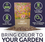 Bulk Cosmos Seeds Wildflower Mixture - 5 Pounds - Over 400,000 Seeds - Pink, Yellow, Orange, Red, Purple and White Mixed Species!