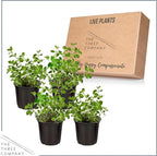 Live Aromatic and Edible Herb - Oregano (4 Per Pack), Loaded with Antioxidants, 8" Tall by 4" Wide in 1 Pint Pot