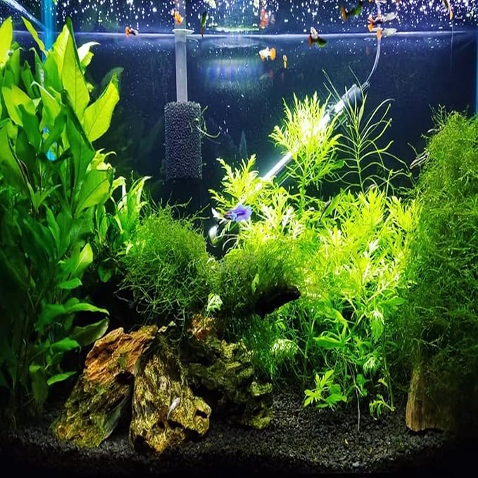 Java Moss Vesicularia Dubyana Mats US Grow Live Aquarium Plant Tropical Freshwater Decorations BUY2GET1FREE