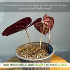 LEAL PLANTS ECUADOR Dios Cori Discolor (Pack of 2) Live Plants | Exotic Live House Plant | Green Live House Plants | Rare Indoor Plants | Dios Cori Heart Plant