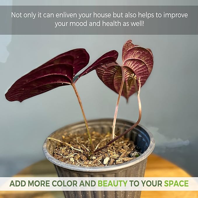 LEAL PLANTS ECUADOR Dios Cori Discolor (Pack of 2) Live Plants | Exotic Live House Plant | Green Live House Plants | Rare Indoor Plants | Dios Cori Heart Plant