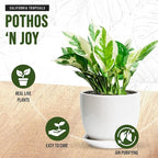 California Tropicals Pothos 'N Joy - 4" Live Plant - Variegated White and Green Leaves - Easy to Care for - Perfect for Home Decor, Gifts, and Office -