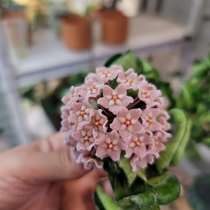 Hoya Compacta 2 Plants in a 4" Pot aka Hoya Hindu Rope Plant or Hoya Krinkle Kurl - Hoya Plant Live Houseplants - Live Hoya Plant - Hoya Compacta Live Plant - Air Purifying Plant - Pet Friendly Plant