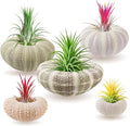 5 Pack Mini Sea Urchin Shell Air Plant Holders- 5 Styles Decorative Hanging Air Plant Pot, Tillandsia Succulent Display Container for Home Gardening Gifts Garden Beach Theme Party Decors, No Plants