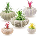 5 Pack Mini Sea Urchin Shell Air Plant Holders- 5 Styles Decorative Hanging Air Plant Pot, Tillandsia Succulent Display Container for Home Gardening Gifts Garden Beach Theme Party Decors, No Plants