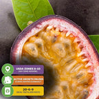 Purple Possum Passion Fruit Live Vine Starter Plant - Passiflora edulis by Wellspring Gardens - Climbing Vine with Aromatic Fruit & Stunning Flowers - Ideal for Outdoor Landscaping & Garden Planting