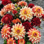100+ Rare Mix Color Dahlia Pompon Flower Seeds Heirloom Variabilis Beautiful Annual for Planting Outdoor Gardens Yards