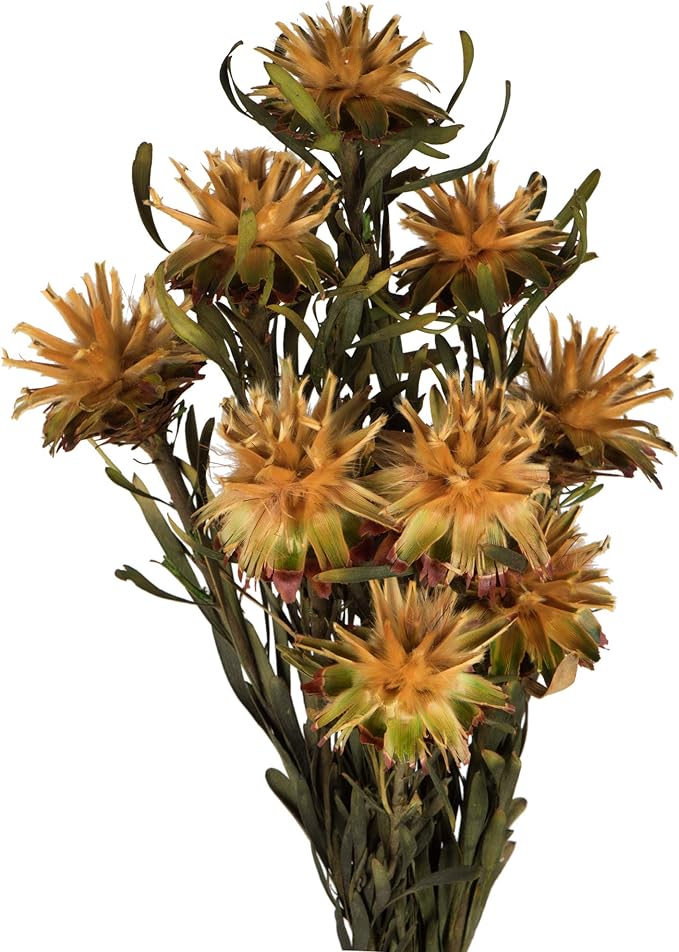 Vickerman 8-20" Aspen Gold Plumosum, Female, 8 flower heads per bundle, Preserved