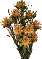 Vickerman 8-20" Aspen Gold Plumosum, Female, 8 flower heads per bundle, Preserved