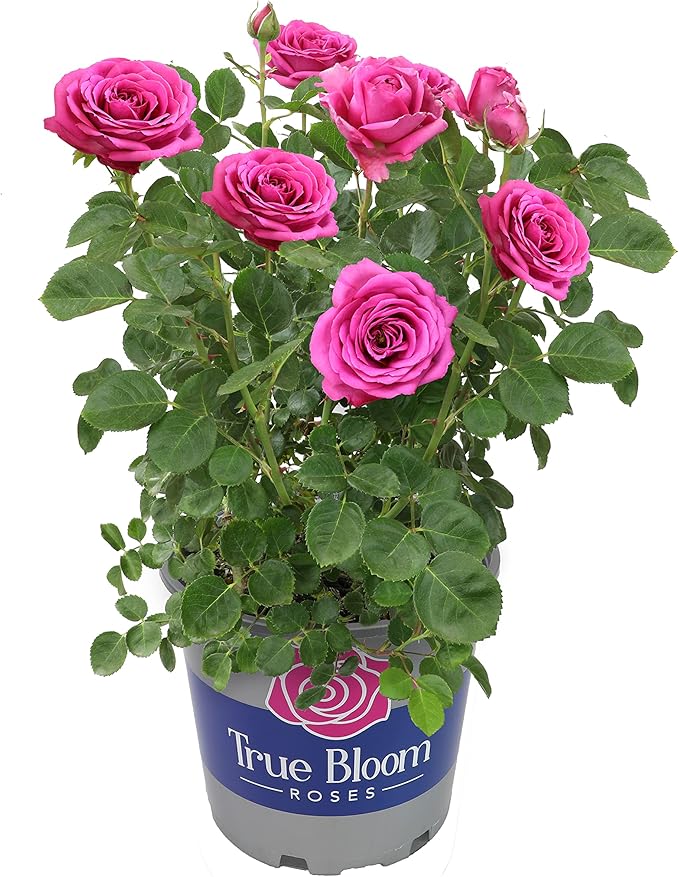 Fresh Roses for Delivery Prime, Pink Rose Live Rose Bush Plants, Indoor Rose Plant Lover Gifts, Fresh Flowers for Delivery Prime, Potted Rose Plant Live Plants, Live Outdoor Plants by Plants for Pets