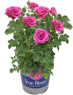 Fresh Roses for Delivery Prime, Pink Rose Live Rose Bush Plants, Indoor Rose Plant Lover Gifts, Fresh Flowers for Delivery Prime, Potted Rose Plant Live Plants, Live Outdoor Plants by Plants for Pets
