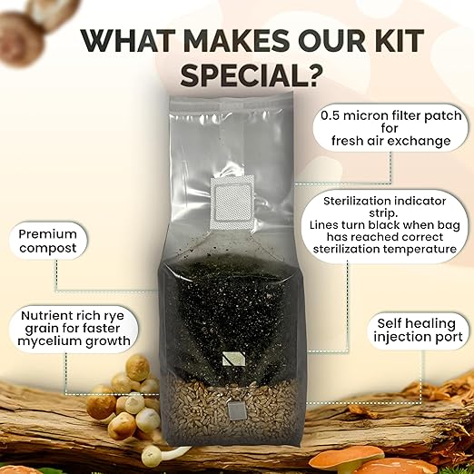 MycoHaus Mushroom All in One Growing Kit with Injection Ports | Indoor Grow Bags for Mushrooms | Home Cultivation Supplies | Without Spores | 8 Pack