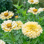 1000+Perennial Zinnia Flower Seeds for Planting Outdoor-Annual Rare Haageana Aztec Sunset Seeds for Garden Home Non-GMO Heirloom
