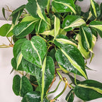 RedCrocus Philodendron 'Brasil' – Variegated Heartleaf Indoor Plant – Easy Care, Air Purifying, Bright Indirect Light, Tropical Foliage, Pet Friendly (Toxic to Pets) 8" Hanging Basket