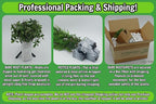 Greenwood Nursery: Live Shrub Plants - Spicebush + Lindera Benzoin - [Qty: 10x Quart Pots] - (Click for Other Available Plants/Quantities)