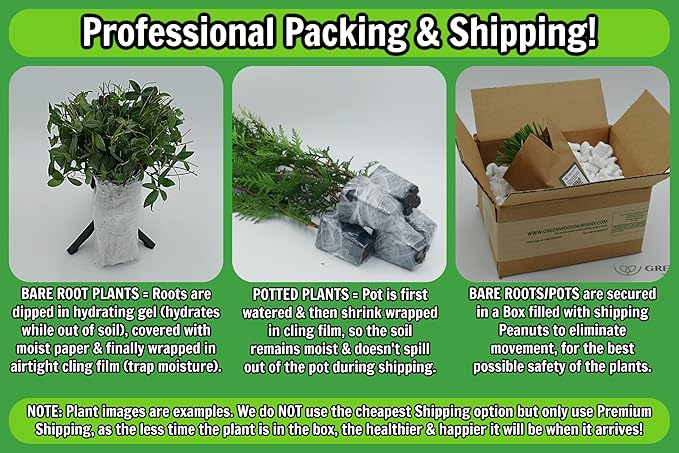 Greenwood Nursery: Live Perennial Plants - Hidcote Blue Lavender + Lavandula Angustifolia - [Qty: 10x Pint Pots] - (Click for Other Available Plants/Quantities)