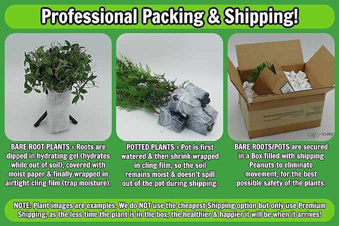 Greenwood Nursery: Live Shrub Plants - Royal Red Butterfly Bush + Buddleja/Buddleia Davidii - [Qty: 10x Pint Pots] - (Click for Other Available Plants/Quantities)