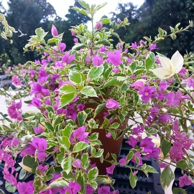 2 Bougainvillea Live Plants, Tropical Bougainvillea Flowering Vine, Fast Growing Outdoor and Container Plant, 4-8'' Tall (Variegated Purple Blooms)