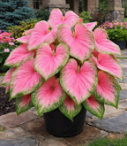 Pink Princess Caladium Bulbs for Planting - Beautiful Spotted Leafs Stand Out - Perennial Hosta, Elephant Ears, Fancy (10 Bulbs)