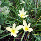 Chalily Melted Butter Rain Lily, a Great Live Pond Plant for Your Water Garden. Filters koi and Goldfish Ponds. Good for Bogs, Plant Shelf or Shallow Water This marginal Aquatic is a Real Beauty