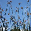 Chalily Giant Bulrush, a Great Live Pond Plant for Your Water Garden. Filters koi and Goldfish Ponds. Good for Bogs, Plant Shelf or Shallow Water This marginal Aquatic is a Real Beauty