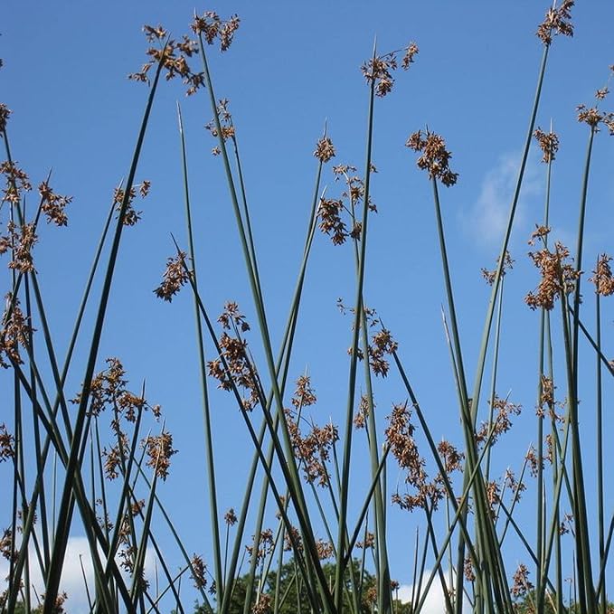 Chalily Giant Bulrush, a Great Live Pond Plant for Your Water Garden. Filters koi and Goldfish Ponds. Good for Bogs, Plant Shelf or Shallow Water This marginal Aquatic is a Real Beauty