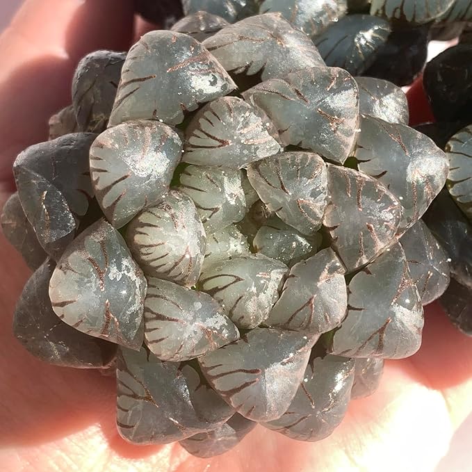 Haworthia Cooperi Ice Lantern Rare Live Succulent Plants, Green 1 Head Pot 2.5" Live Plant, Package Without Pot Soil, Garden Indoor Office Desk, Party Baby Shower Decoration, Friend Plant Lover Gifts