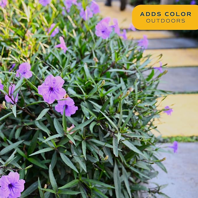 Costa Farms Ruellia Live Plant | Blooming Purple Flowers | Outdoors Garden and Patio Plant in 10-Inch Grower Pot | Landscaping, Borders, Patio Containers | Drought-Tolerant, Butterfly Attractant