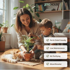 Parlor Palm Live Indoor Plant – 4” Pot | Pet Friendly, Air Purifying Houseplant | Easy Care for Home, Office, Low Light Spaces - JitoHouse